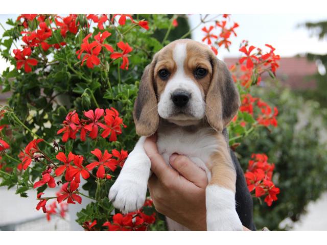 Photo adorables chiots beagle image 2/2