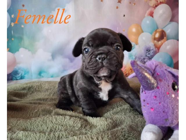 Photo Adorables Chiots Bouledogue français image 2/5