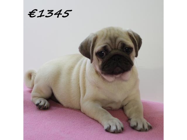 Photo Adorables chiots Carlin image 2/6