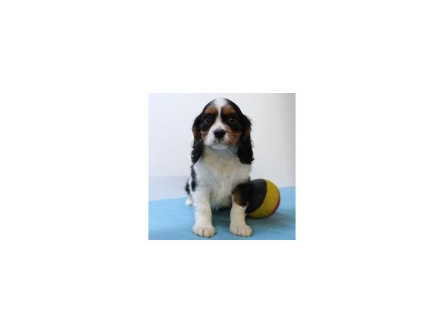 Photo Adorables chiots Cavalier King Charles image 2/6