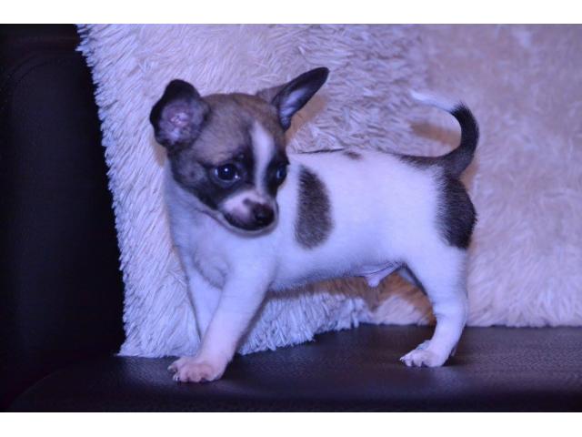 Photo Adorables chiots Chihuahua de petits gabarits à poils courts nés le 27/10/2015 image 2/6