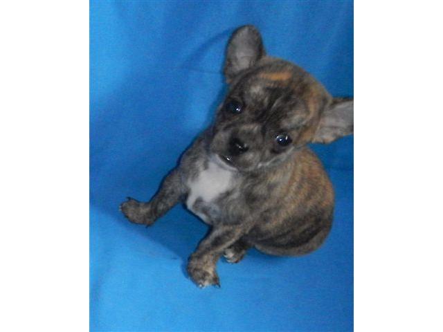 Photo ADORABLES CHIOTS CHIHUAHUA LOF disponibles de suite image 2/2
