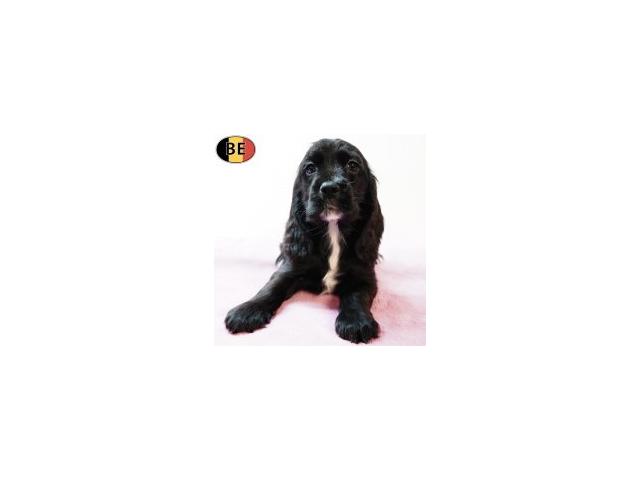 Photo Adorables chiots Cocker Anglais noir&feu, noir image 2/6