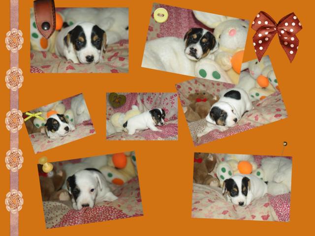 Photo adorables chiots jack russel image 2/4