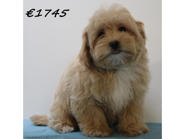 Photo Adorables chiots Maltipoo à vendre image 2/6