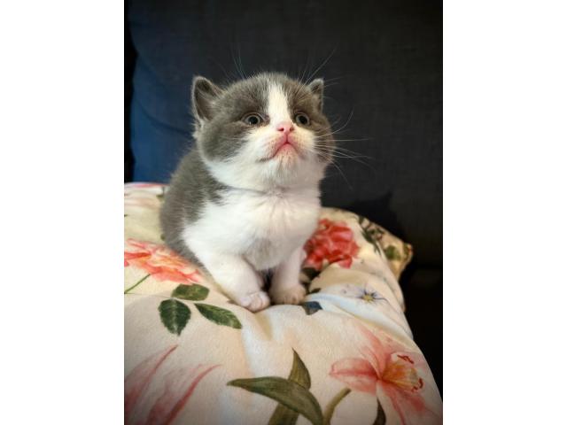 Photo Adorables Scottish Bleus – Oreilles Pliées ou Droites, Un Amour de Chatons ! image 2/5
