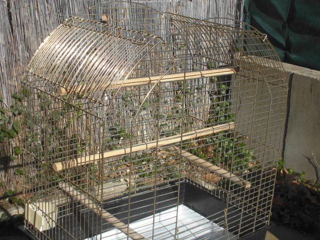 Photo affaire a saisir cage perroquet image 2/4