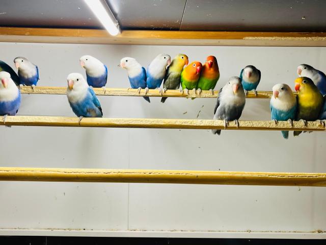 Photo Agapornis Fischer image 2/5