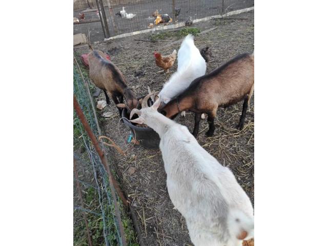 Photo Agneaux, moutons, chèvres, chevreaux et bélier à vendre image 2/5