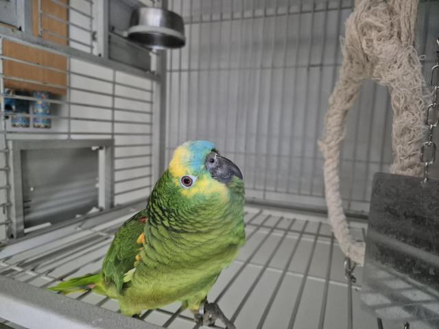 Photo Amazon a front bleu image 2/5