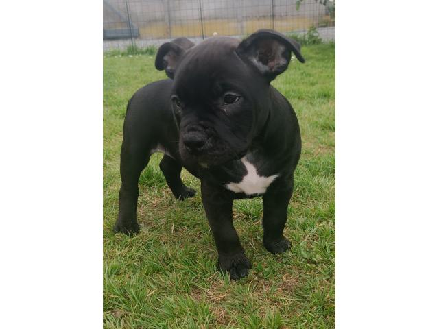 Photo Américain Bully pure race image 2/6