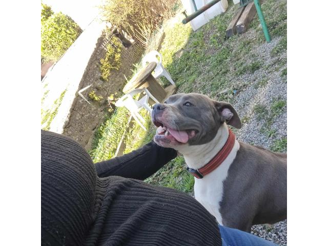 Photo Américain staff image 2/3