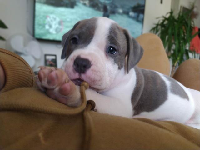 Photo American bully image 2/4