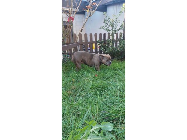 Photo American bully image 2/3
