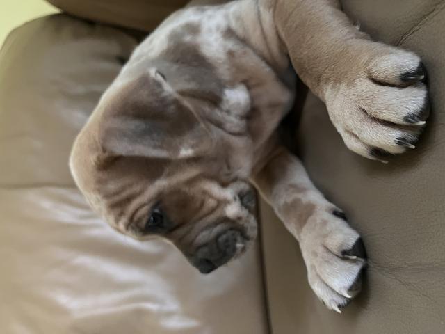 Photo American bully image 2/6