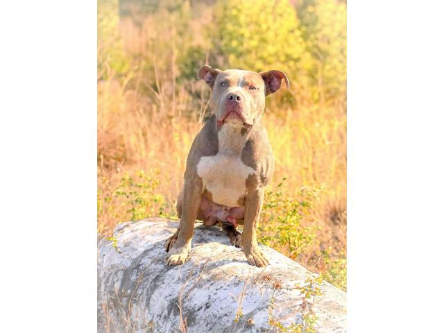 Photo American Bully image 2/2
