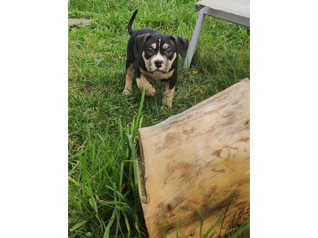 Photo American Bully ABKC Pocket/Petit Standard image 2/6