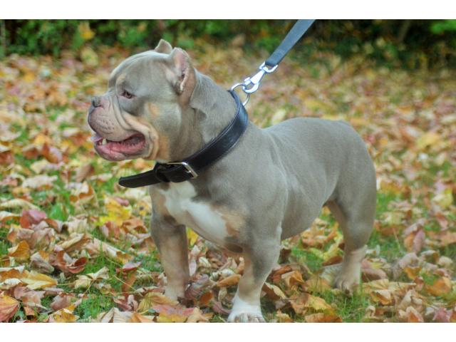 Photo american bully pour saillie image 2/4