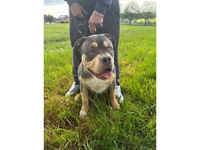 Photo American bully XL image 2/3