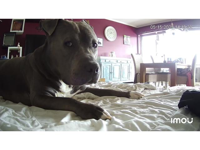 Photo Amstaff mâle image 2/5
