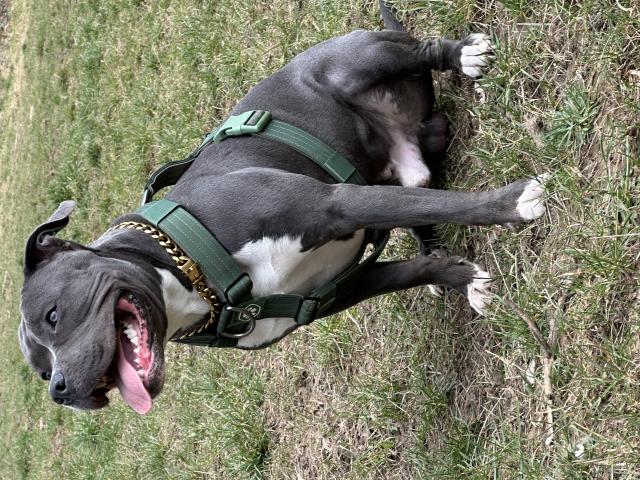 Photo Amstaff mâle disponible pour saillie image 2/6