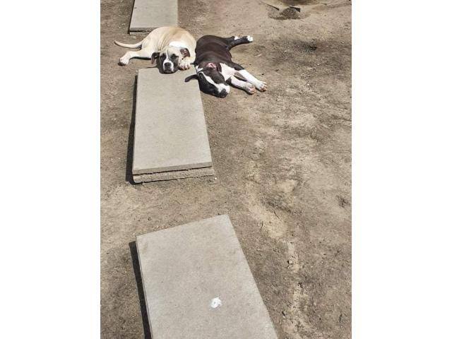 Photo Amstaff noir et blanc image 2/2