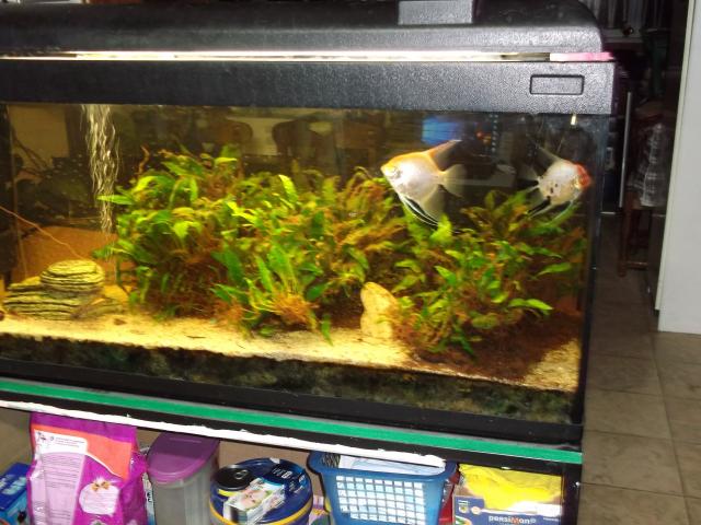 Photo Aquarium complet avec poissons et plantes image 2/4