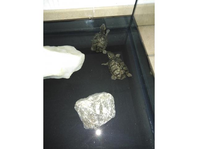 Photo Aquarium et tortues d'eau image 2/2