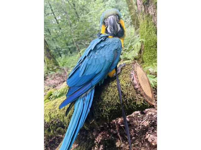 Photo Ara Ararauna (2,5 ans) image 2/4