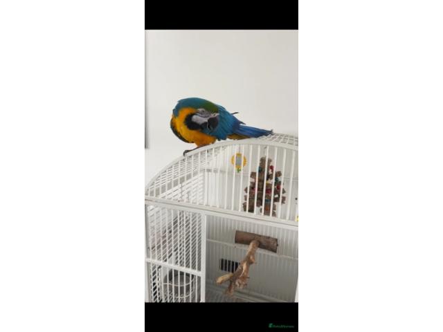 Photo Ara bleu et jaune image 2/4