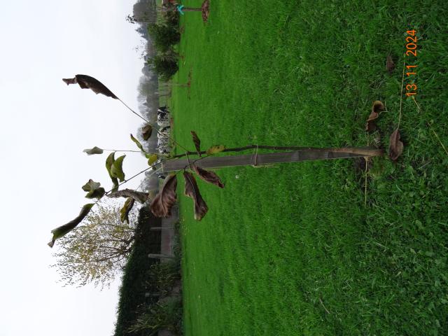 Photo Arbre noyer 1,20 m de hauteur image 2/4