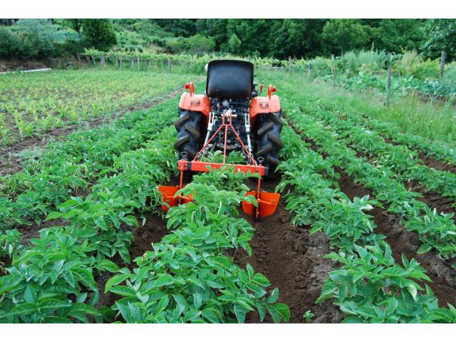 Photo arracheuse buttoir micro tracteur image 2/5