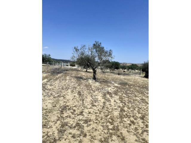 Photo av terrain 5350m a hammamet sud image 2/4