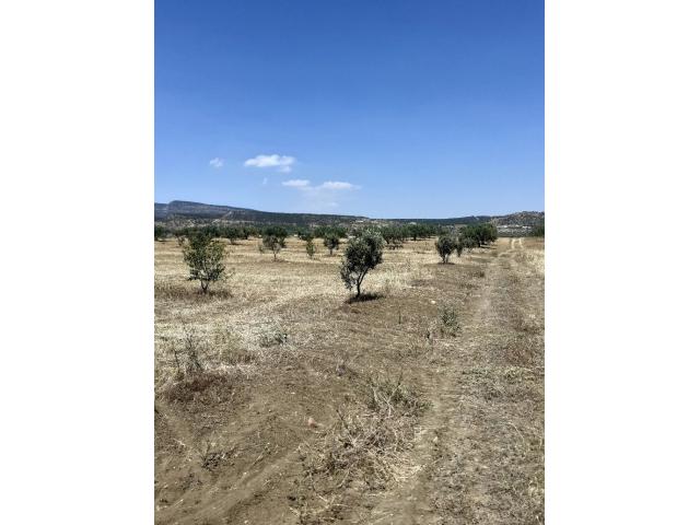 Photo av terrain 8500m² a hammamet sud image 2/3