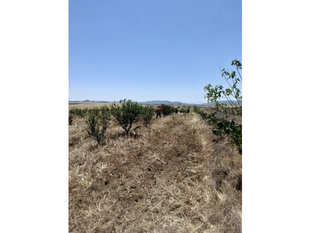 Photo av terrain a 6500m² a hammamet image 2/2