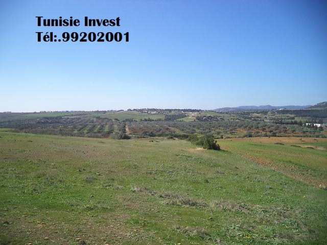 Photo av terrain agricole 17900m avec titre bleu a hammamet image 2/2