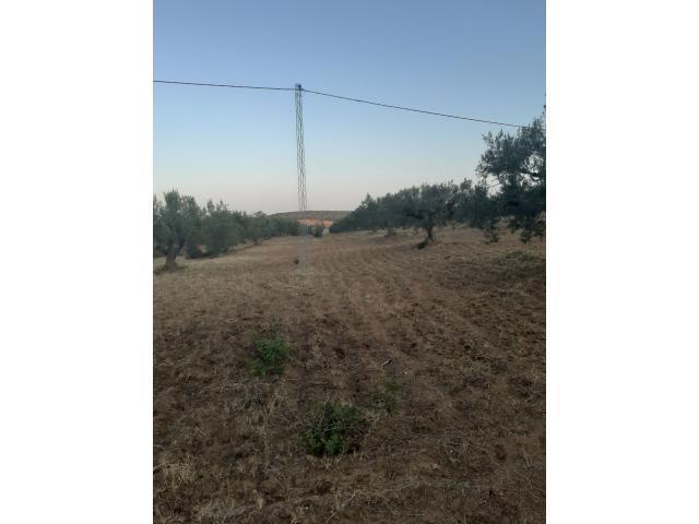 Photo av terrain agricole de 15000m² a hammamet image 2/3