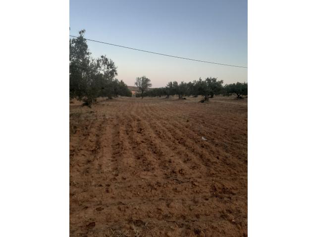 Photo av terrain agricole de 15000m² a hammamet sud image 2/3