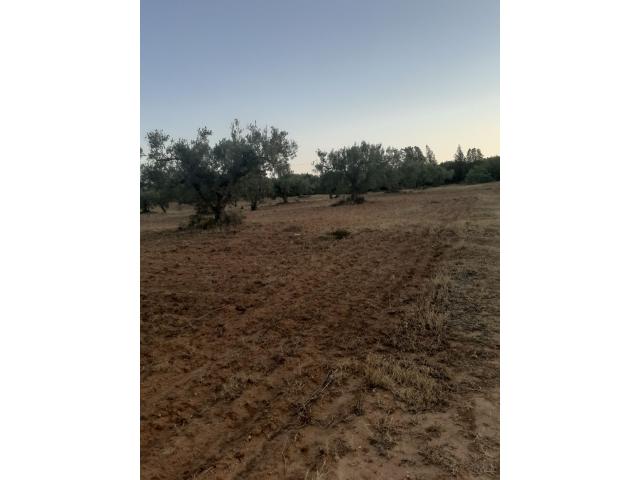 Photo av terrain agricole de 15000m² a hammamet sud image 2/2