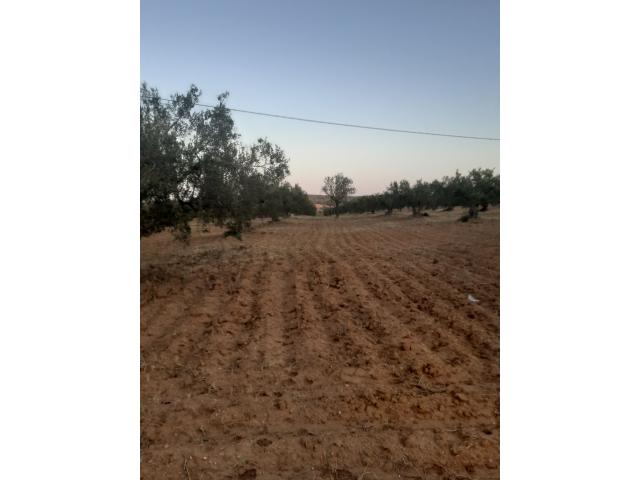 Photo av terrain agricole de 220md a hammamet image 2/4