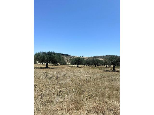 Photo av terrain agricole de 3 hectares a hammamet image 2/2