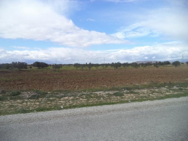 Photo av terrain agricole de 9000m² a landaria bouficha image 2/2
