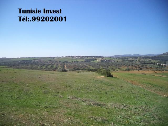 Photo av terrain agricole nue de 17900m a hammamet image 2/3