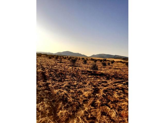 Photo av terrain de 1000m  a hammamet sud image 2/3