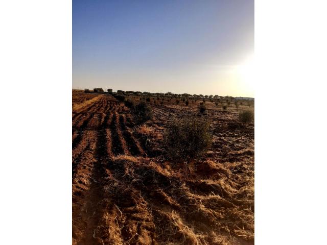 Photo av terrain de 1000m  a hammamet sud image 2/2