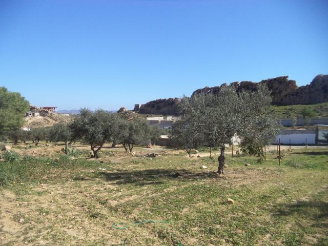 Photo av terrain de 1030m a hammamet sud image 2/3