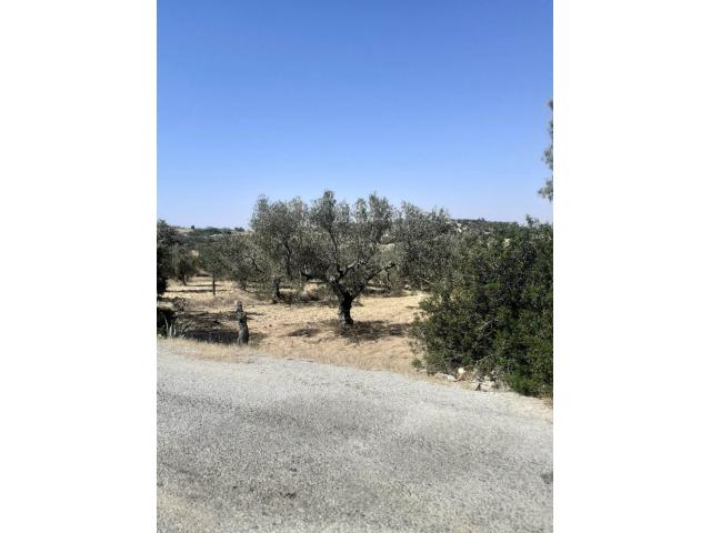 Photo av terrain de 1456m² a hammamet image 2/2