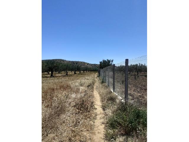Photo av terrain de 3 hectares a hammamet image 2/3