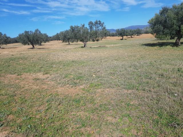 Photo av terrain de 3000m a hammamet sud image 2/3