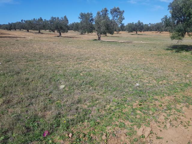 Photo av terrain de 3000m a hammamet sud image 2/2